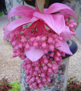 ラーケン王宮温室の花